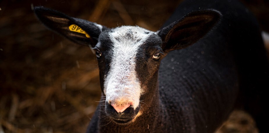 Lokaal lam: uniek natuurproduct uit de Antwerpse Kempen  